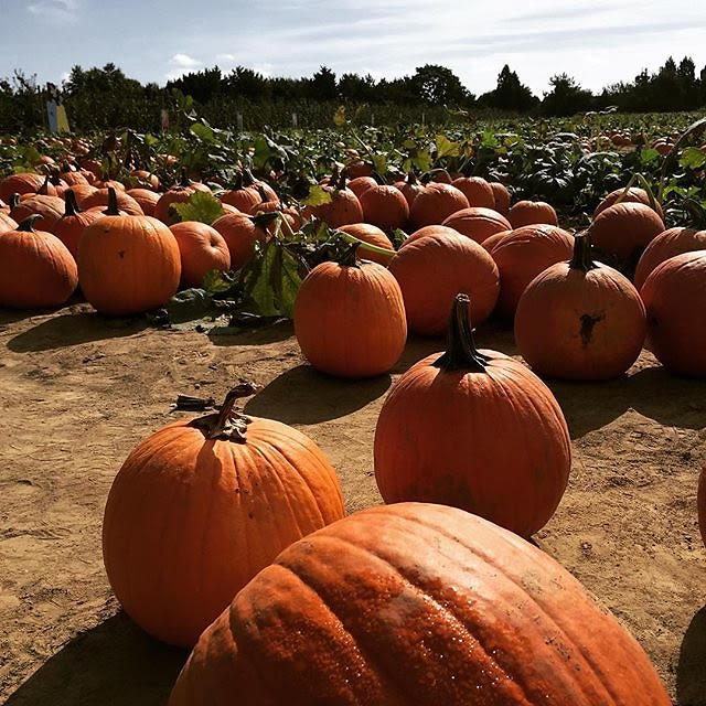 Hanks Pumpkintown