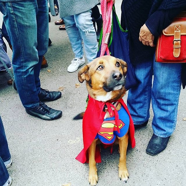 Super Pup