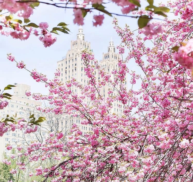 Best Places To See Cherry Blossoms In New York City - Glam of NYC