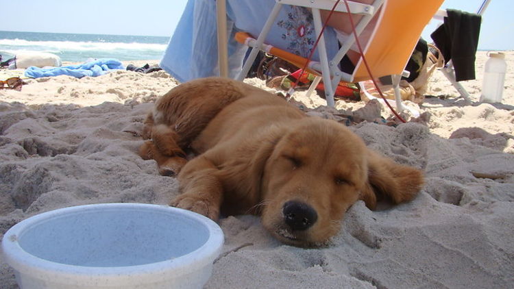 Photo Of The Day: Puppy At The Beach