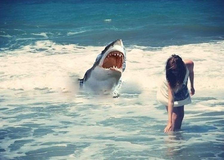 Eavesdropping In: Video Of Venice Beach Great White Shark Attack
