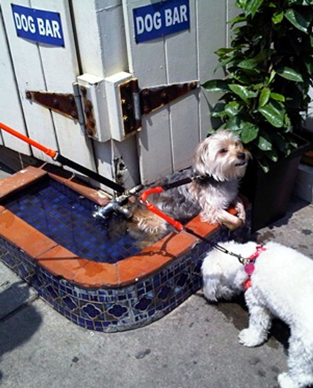 Dine With Your Dog 5 PupFriendly Restaurants In NYC