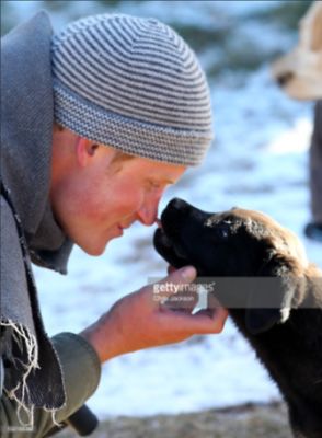 prince harry in 10 Photos Of Prince Harry & Puppies You Won't Be Able To Stop Thinking About