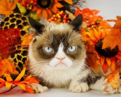 RIP Grumpy Cat: A Look Back At Her Best Memes