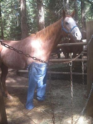 Horse Wearing Jeans