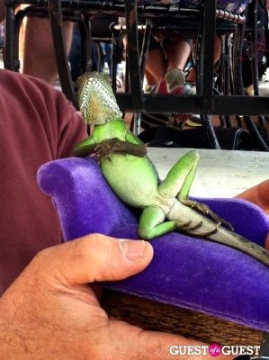 New Low: Smug Dragons On Mini Dragon-Sized Sofas At Urth Caffe Sunday Brunch