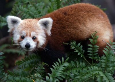The Case Of The Missing Red Panda