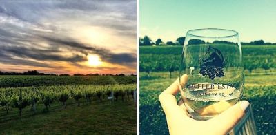 Wine Tours 101: The Top Vineyards To Visit On Long Island
