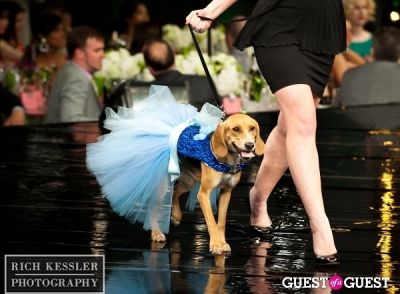 Fashion for Paws 2013
