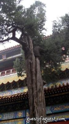 Forbidden City 8-15-08