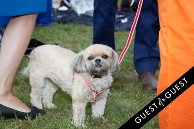zoeytheshorkie in 30th Annual Harriman Cup Polo Match