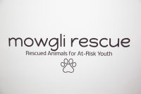 Punches for Puppies: Mowgli Rescue's Fundraiser Event #80