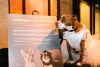 Bow Wow Beverly Hills Presents 'Hound Dog' Benefiting the Amanda Foundation #192