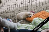 Puppies & Parties Presents Malibu Beach Puppy Party #10