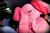 Pink Elephant 6 June 09 #125