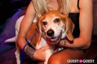 Beth Ostrosky Stern and Pacha NYC's 5th Anniversary Celebration To Support North Shore Animal League America #97