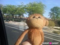 Baby Monkey goes to Indio #12