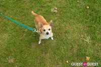 Paws Across The Hamptons Dog Walk To Benefit Southampton Hospital & Animal Shelter Foundation #55