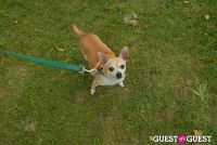 Paws Across The Hamptons Dog Walk To Benefit Southampton Hospital & Animal Shelter Foundation #59