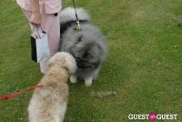 Paws Across The Hamptons Dog Walk To Benefit Southampton Hospital & Animal Shelter Foundation #76