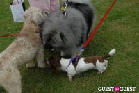 Paws Across The Hamptons Dog Walk To Benefit Southampton Hospital & Animal Shelter Foundation #80