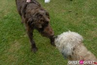 Paws Across The Hamptons Dog Walk To Benefit Southampton Hospital & Animal Shelter Foundation #86