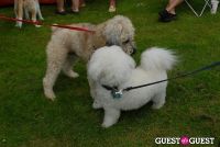 Paws Across The Hamptons Dog Walk To Benefit Southampton Hospital & Animal Shelter Foundation #133