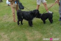 Paws Across The Hamptons Dog Walk To Benefit Southampton Hospital & Animal Shelter Foundation #151