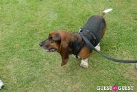 Paws Across The Hamptons Dog Walk To Benefit Southampton Hospital & Animal Shelter Foundation #338
