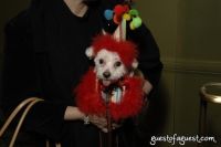 Gladys Delgado-Garced and Pierre in a Doggone Couture, Party Hat and Bone Bib Designed By Gladys Of Philadelphia. This was a great Event!!