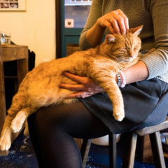 A Permanent Cat Cafe Is Opening In Brooklyn This Weekend!