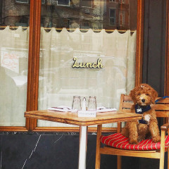 New York's Fanciest Al Fresco Pups