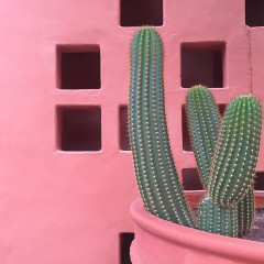 Plants On Pink Is The Most Gorgeous Instagram Account You'll Follow All Week
