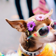The Most Adorable Halloween Pups At The Tompkins Square Dog Parade
