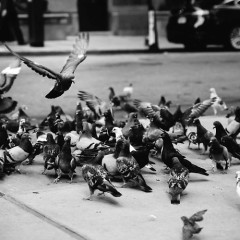 Ever Wonder How Many Pigeons Actually Live In NYC?