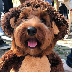 The Cutest Canines At The 2017 Halloween Dog Parade
