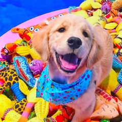 This Instagram Pop-Up For Dogs Is The Cutest Thing You'll See All Day