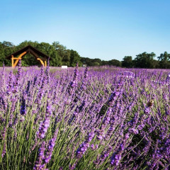 Chill Out In This Magical Lavender Field On The North Fork