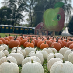 The Westchester Farm Where Martha Stewart Goes Pumpkin Picking
