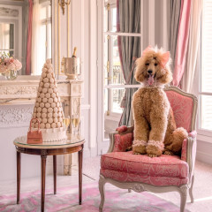 Posh Pups Take Paris In Gray Malin's New Photo Series For Hôtel Plaza Athénée
