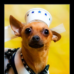 Eli The Chihuahua, Model, Actor And Rising Star!