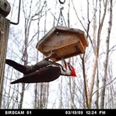 The Best Guests Come Bearing Gifts...Wingscapes BirdCam