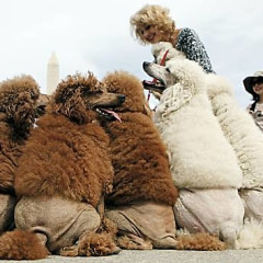 Photo Of The Day: Poodles Taking On Washington...