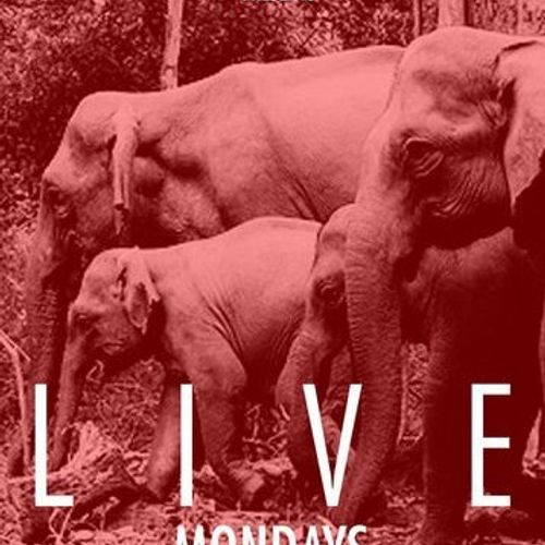 “The Playground” Your Guide To What To Do Tonight…