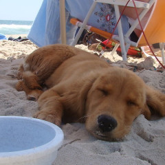 Photo Of The Day: Puppy At The Beach