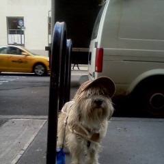 Photo Of The Day: A Day In The Life Of A Manhattan Dog