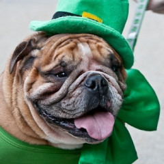 Get Ready To Parage With These St. Patrick's Day Parades