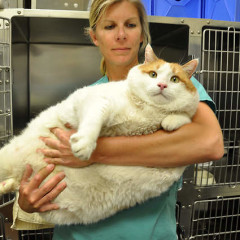 Eavesdropping In: Jessica Simpson Will Be Pregnant Forever, Meow The 39 lb. Cat