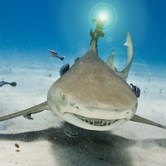 Eavesdropping In: Dating Tips From Obama, Sharks With Lasers Attached To Their Heads