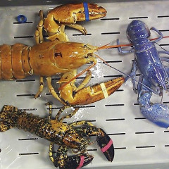 Eavesdropping In: Be Wary Of A Very Nude Trespasser, Lobsters Now Come In All Shapes, Sizes And Colors!?